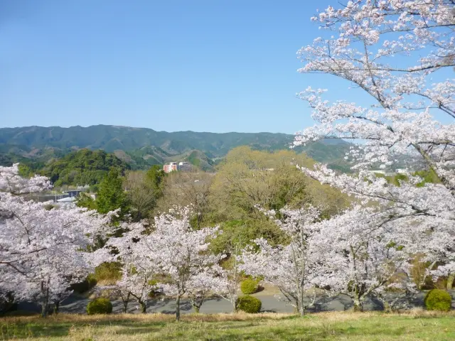 和歌山県橋本市で出会う、美しい年輪が魅力のバームクーヘン