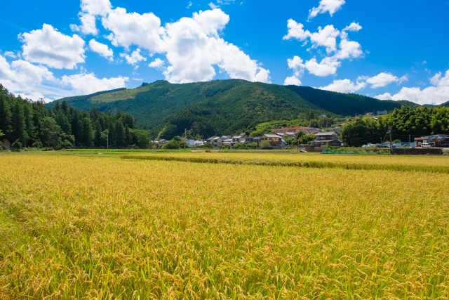 和歌山県田辺市でお勧めのバームクーヘン